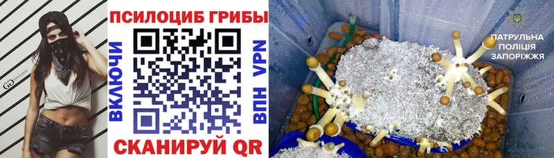 Псилоцибиновые грибы Psilocybe  как найти наркотики  Ростов 